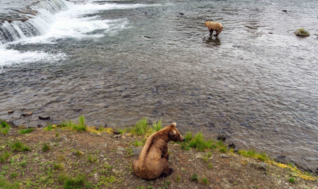 Brown bear at Brooks Falls in Katmai National Park Alaska