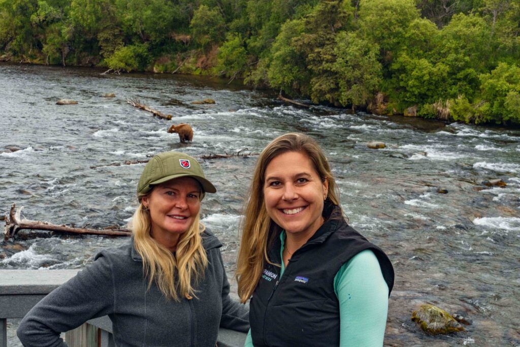 Brown bear swim for salmon at Brooks Falls in Katmai National Park Alaska
