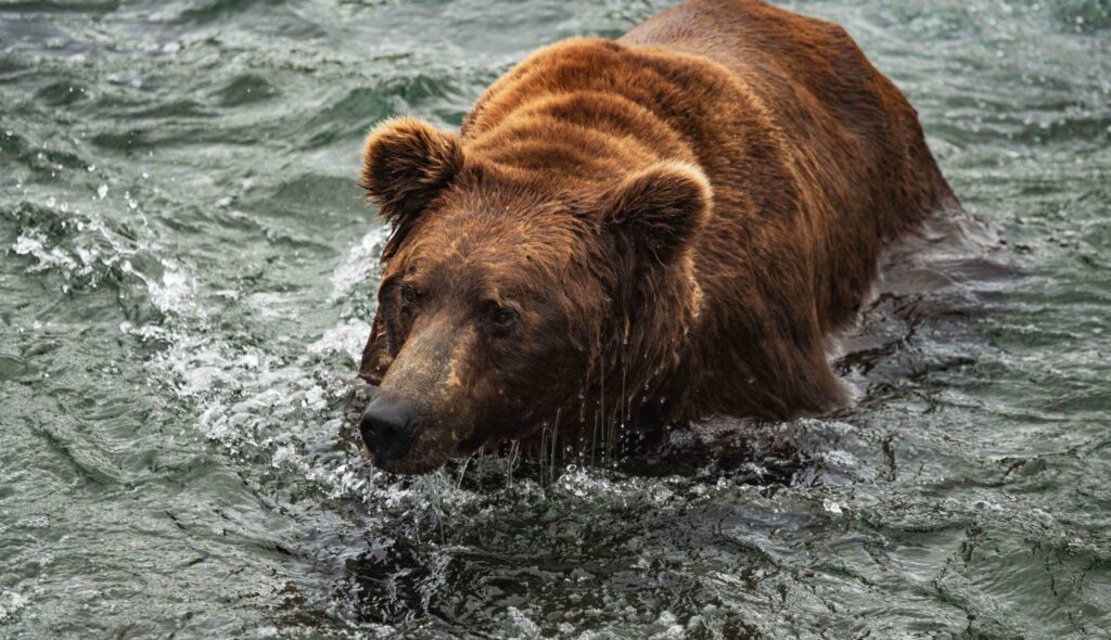 Brown bear swim for salmon at Brooks Falls in Katmai National Park Alaska