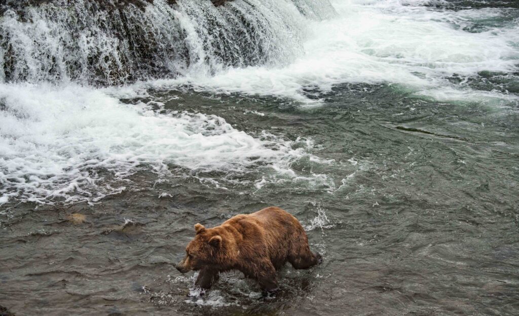Brown bear swim for salmon at Brooks Falls in Katmai National Park Alaska