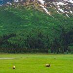 Bears forage the sedge grass in Chinitna Bay