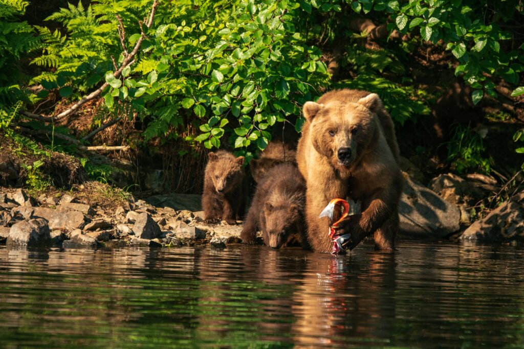 Sow brown bear with cubs catch a salmon at Redoubt Bay Alaska