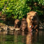 Sow brown bear with cubs catch a salmon at Redoubt Bay Alaska
