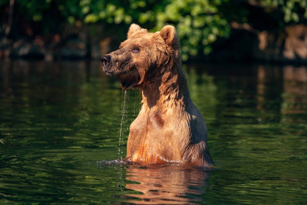 A brown bear swims in the water looking for salmon on Redoubt Bay Bear Viewing