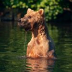 A brown bear swims in the water looking for salmon on Redoubt Bay Bear Viewing