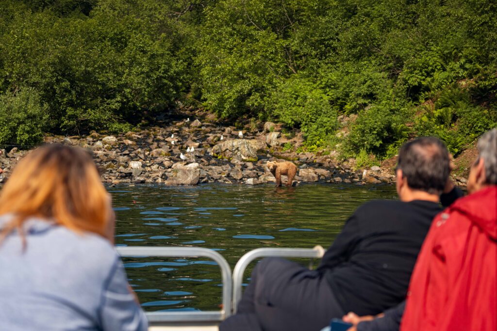 Bear viewing from pontoon boat at Redoubt Bay Alaska