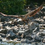 Juvenile bald eagle catches a fish at Redoubt Bay Alaska