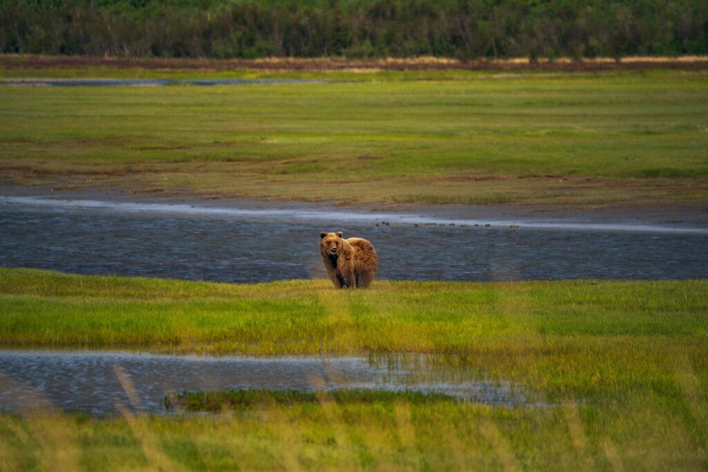 Coastal brown bear eats sedge grass in the spring at Chinitna Bay Alaska