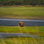 Coastal brown bear eats sedge grass in the spring at Chinitna Bay Alaska