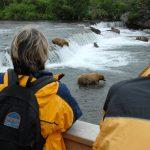 Katmai National Park Bears