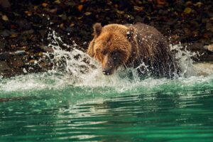 Brown bear splashes in a blue glacial lake in Alaska while trying to capture salmon