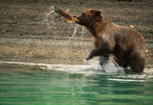 A brown bear flips a salmon caught in Lake Clark National Park in Alaska