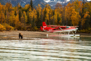 Brown bear stands in front of Rust's Flying Service red and white Cessna Caravan aircraft with fall colors