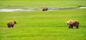 Brown bears and cub eats grass in a field at Chinitna Bay