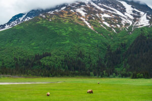 Three bears graze in the grass in Chinitna Bay Alaska