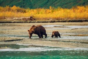 Brown bear walks along sandy shore of a lake in Lake Clark National Park in Alaska