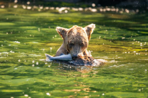 Brown bear catches fish in lake in Alaska on Lake Clark National Park