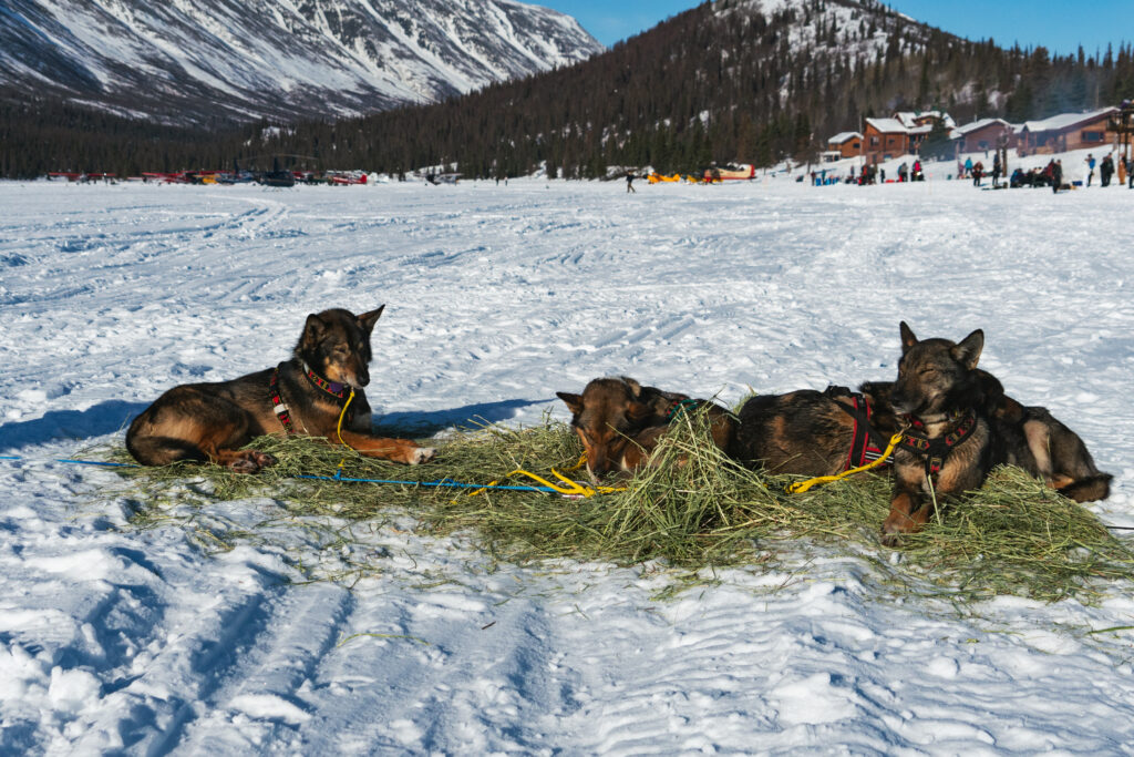 Sled dogs take a rest at Rainy Pass checkpoint during Iditarod