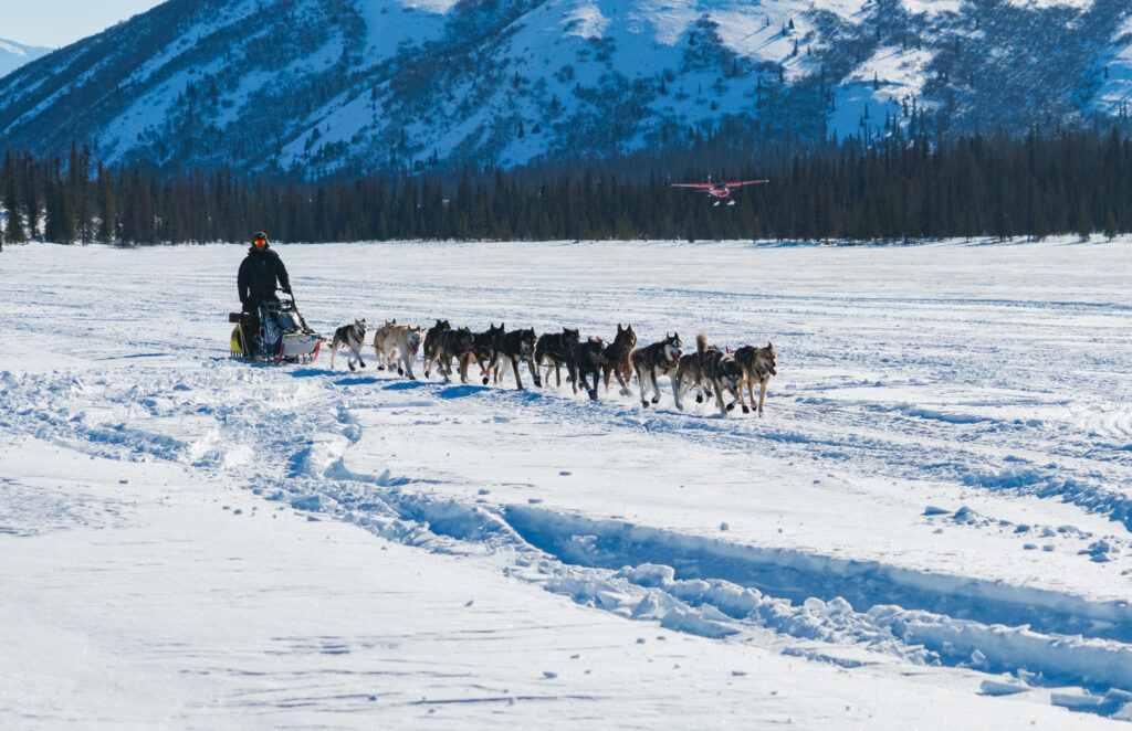 Musher with dog sled team running dog with red airplane in the background