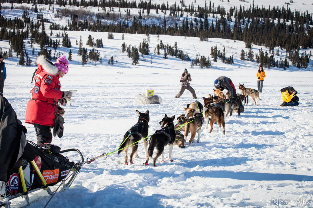 Musher with dogs and sled checks in to Rainy Pass checkpoint during Iditarod