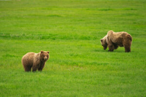 Sow and cub stand in a meadow eating sedge grasses in Chinitna Bay in Alaska